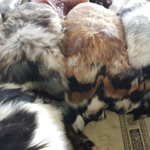 Icelandic sheepskin rug multi color tannery manufacturer